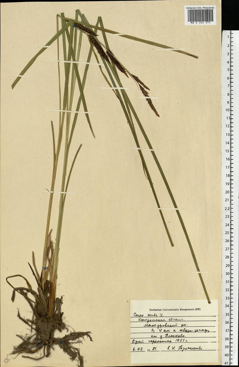 Carex acuta L., Eastern Europe, Central forest region (E5) (Russia)