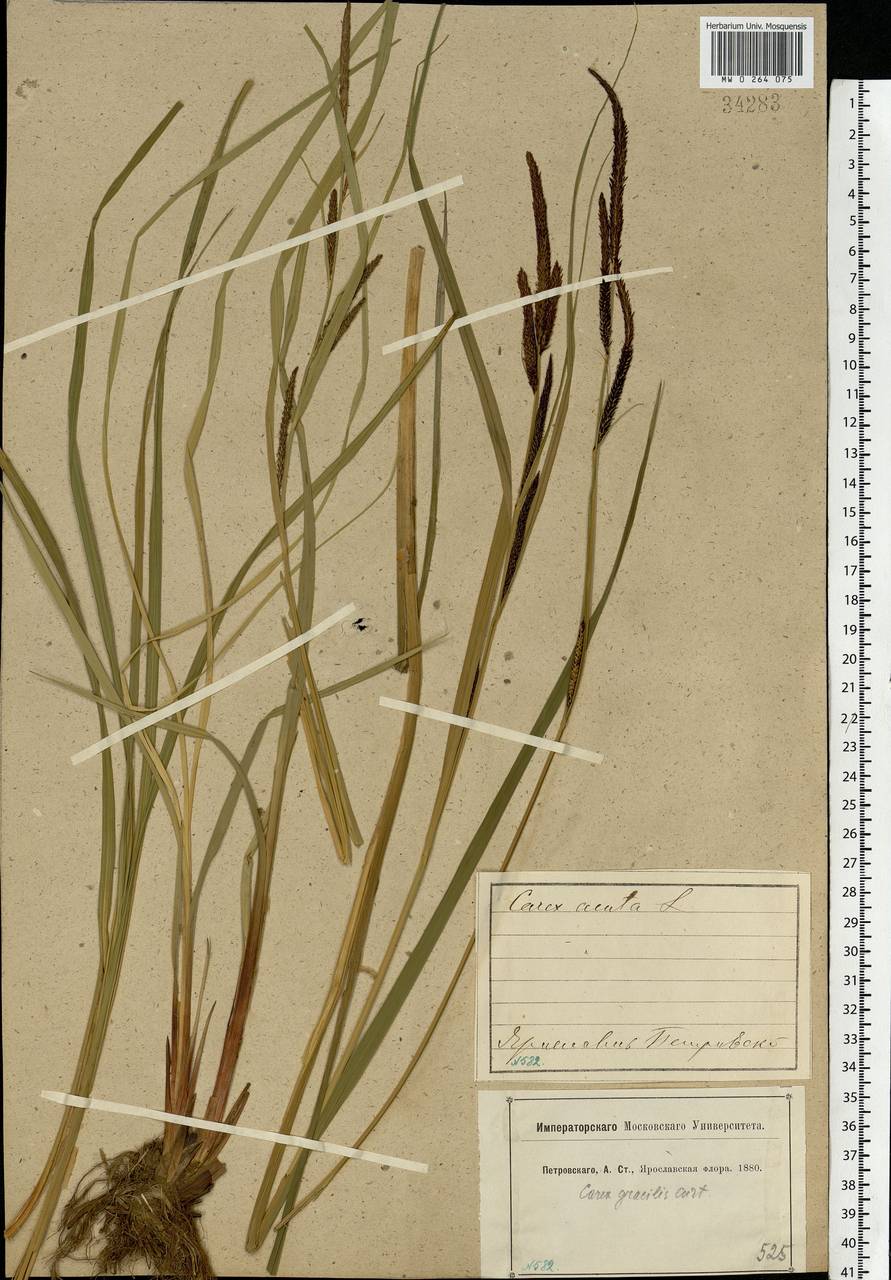 Carex acuta L., Eastern Europe, Central forest region (E5) (Russia)