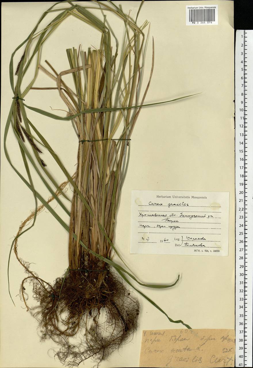 Carex acuta L., Eastern Europe, Central forest region (E5) (Russia)