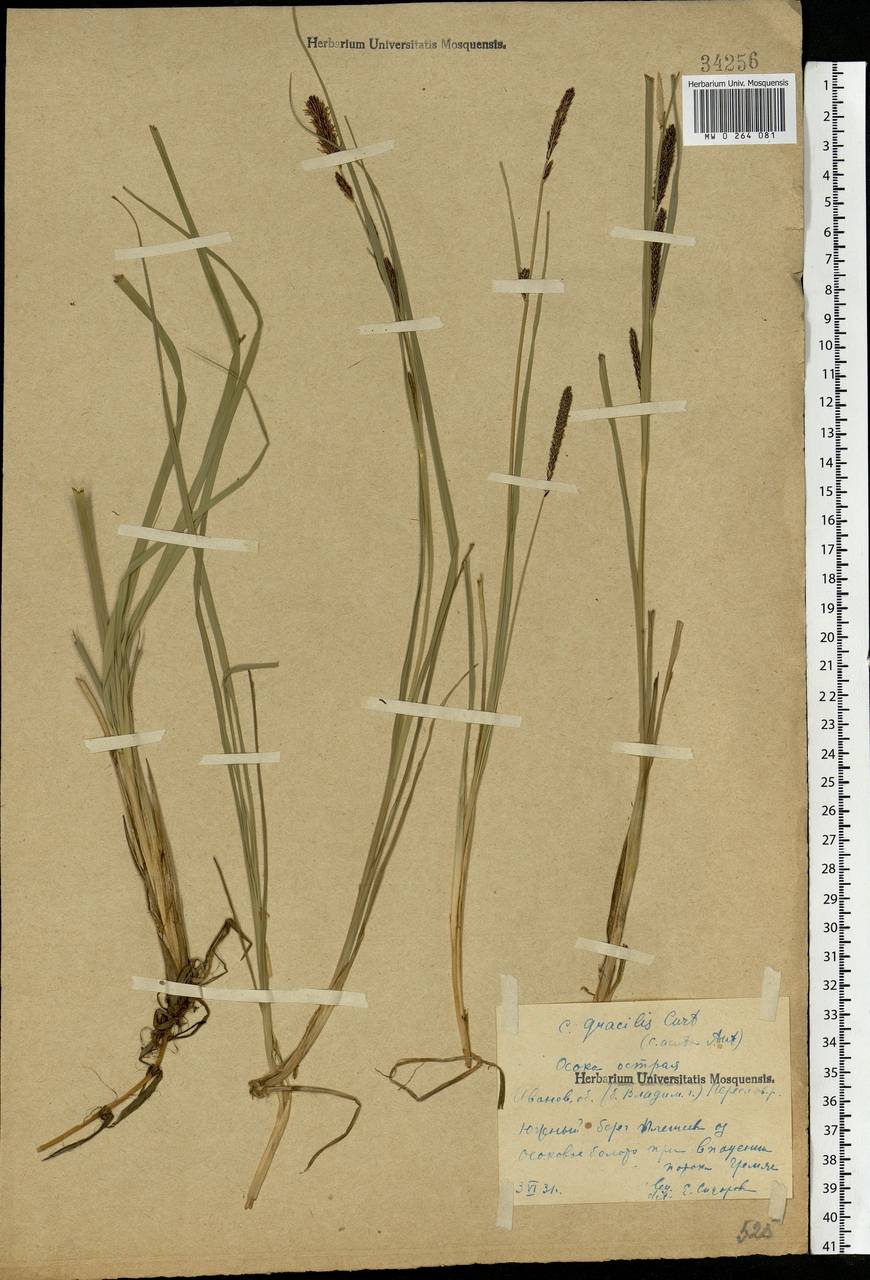 Carex acuta L., Eastern Europe, Central forest region (E5) (Russia)