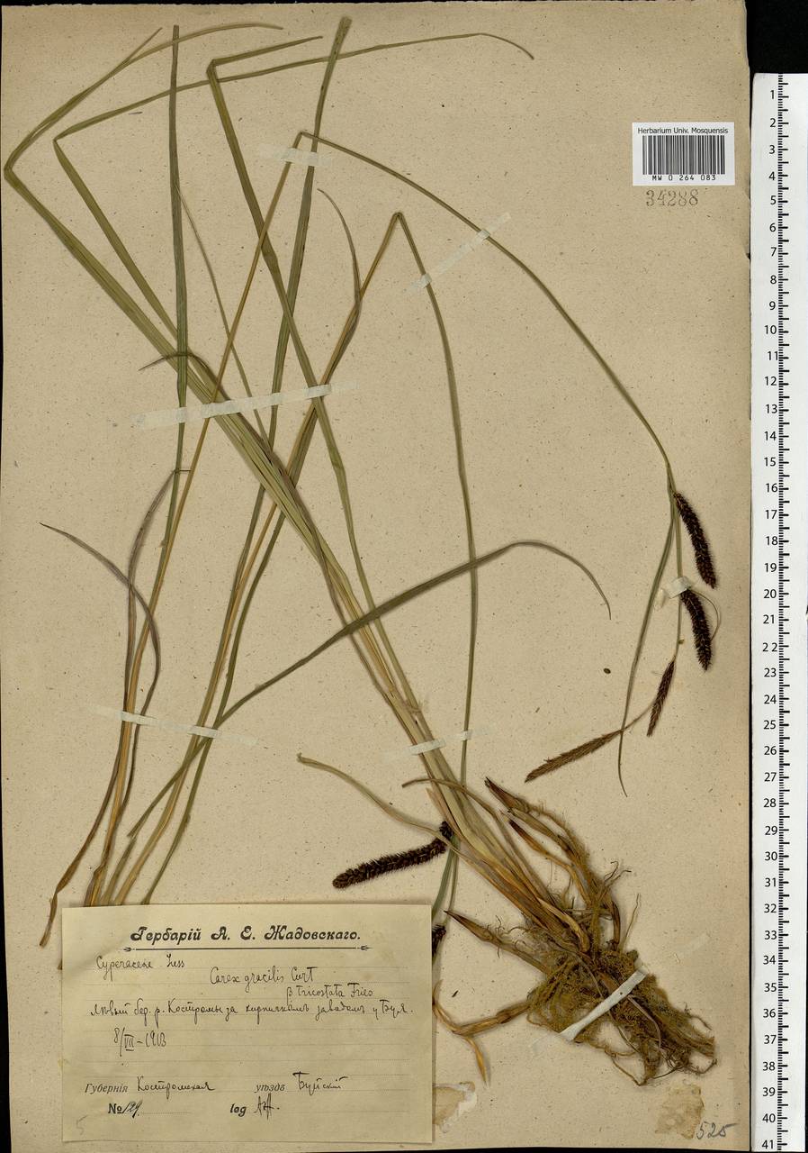 Carex acuta L., Eastern Europe, Central forest region (E5) (Russia)