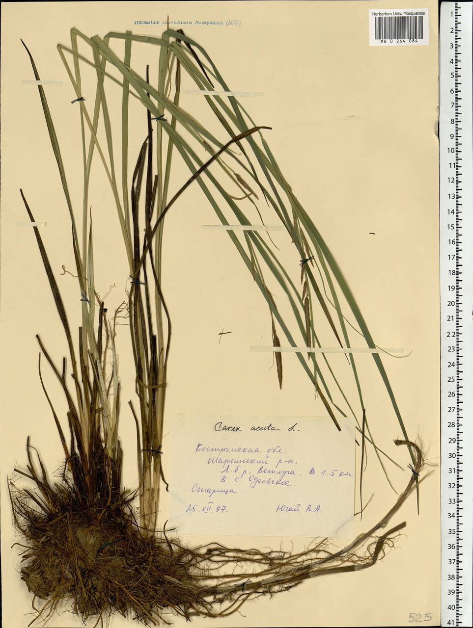 Carex acuta L., Eastern Europe, Central forest region (E5) (Russia)
