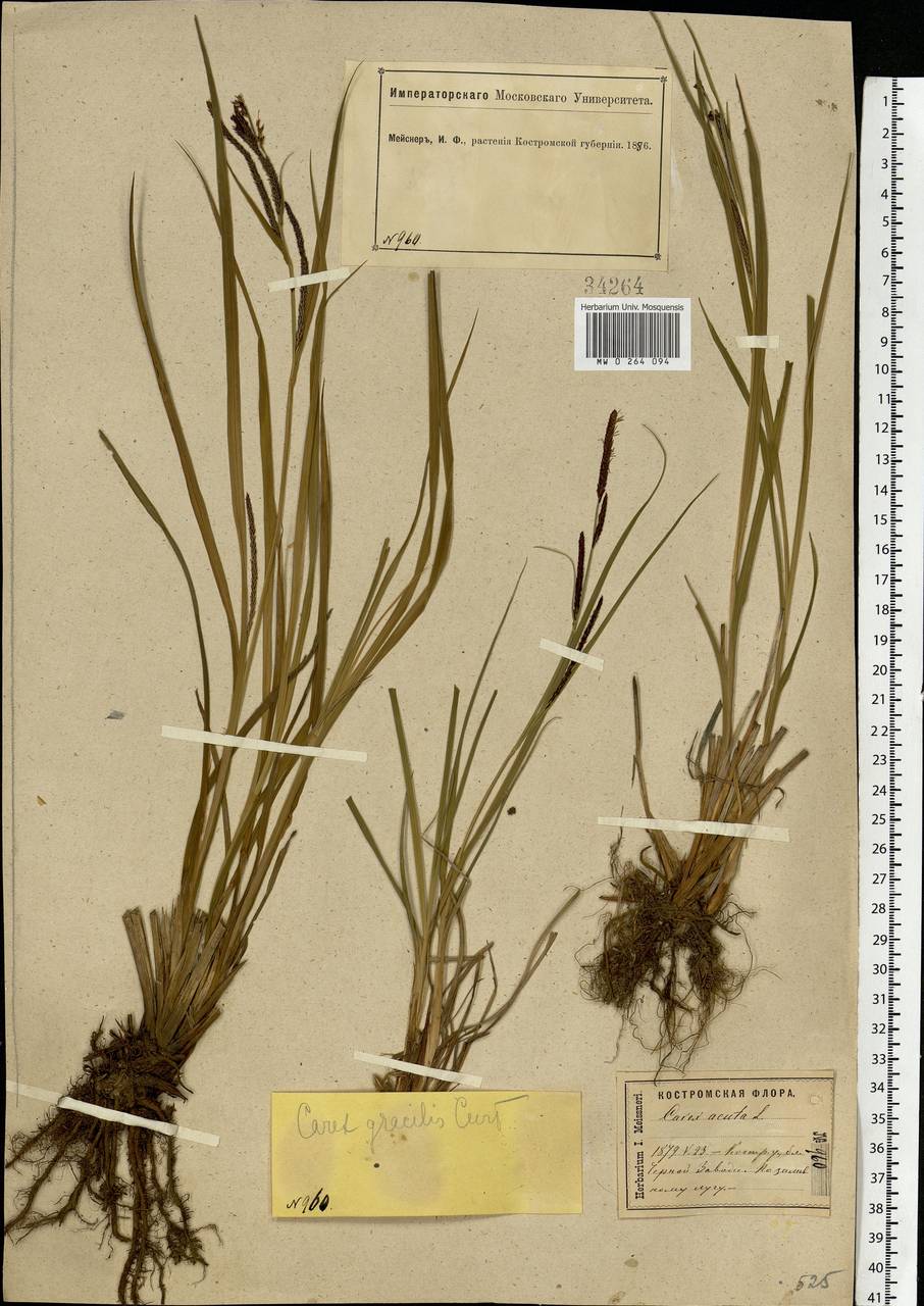 Carex acuta L., Eastern Europe, Central forest region (E5) (Russia)