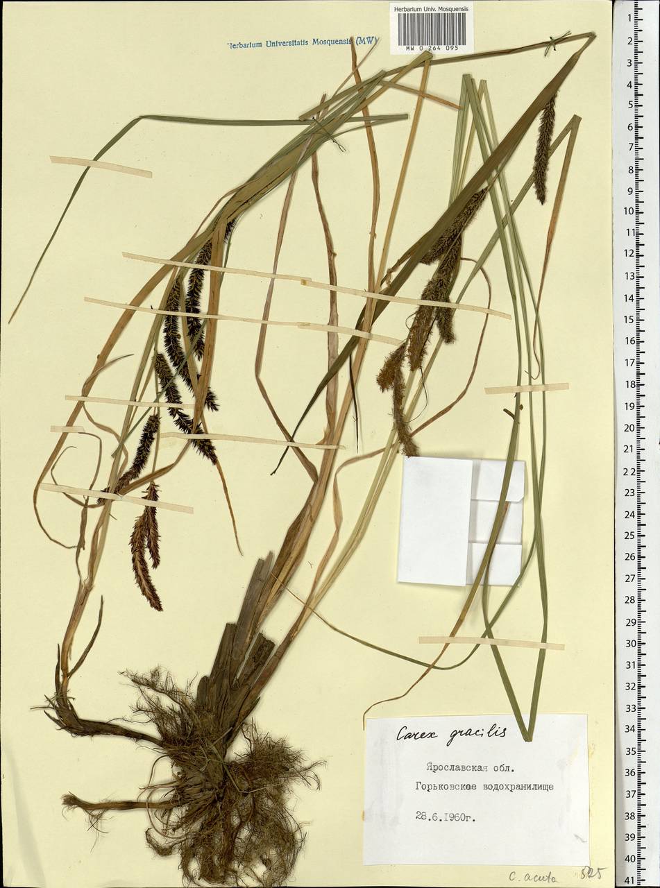 Carex acuta L., Eastern Europe, Central forest region (E5) (Russia)