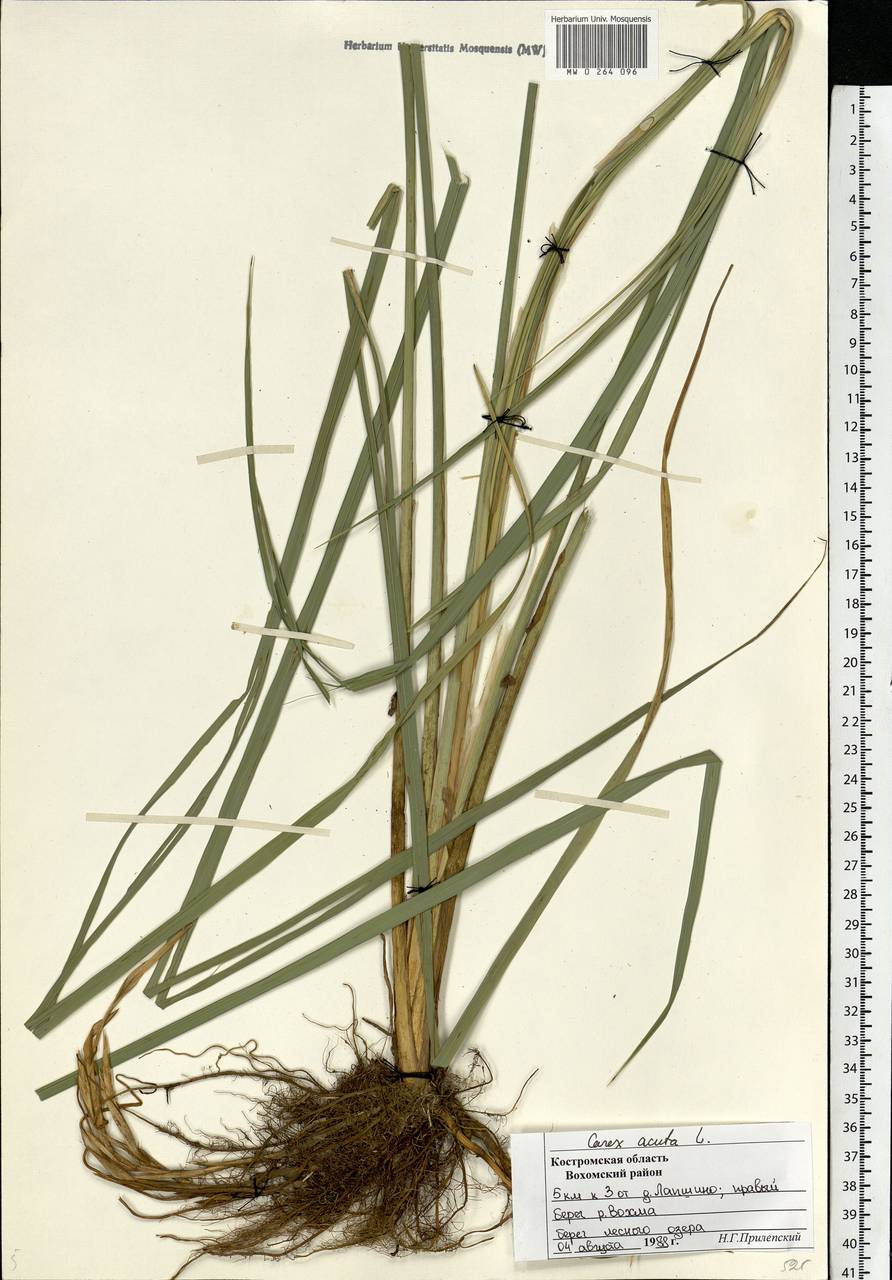 Carex acuta L., Eastern Europe, Central forest region (E5) (Russia)