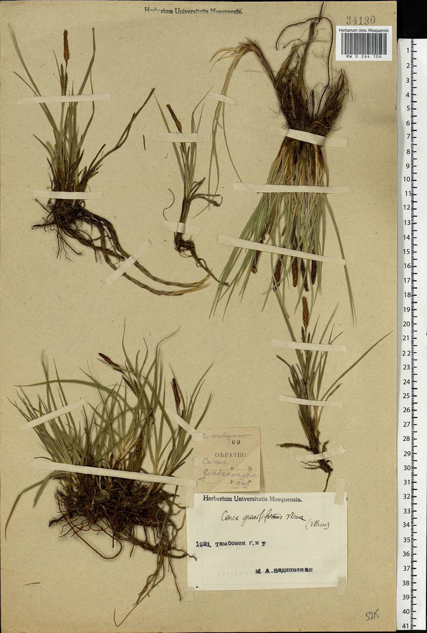 Carex acuta L., Eastern Europe, Central forest-and-steppe region (E6) (Russia)