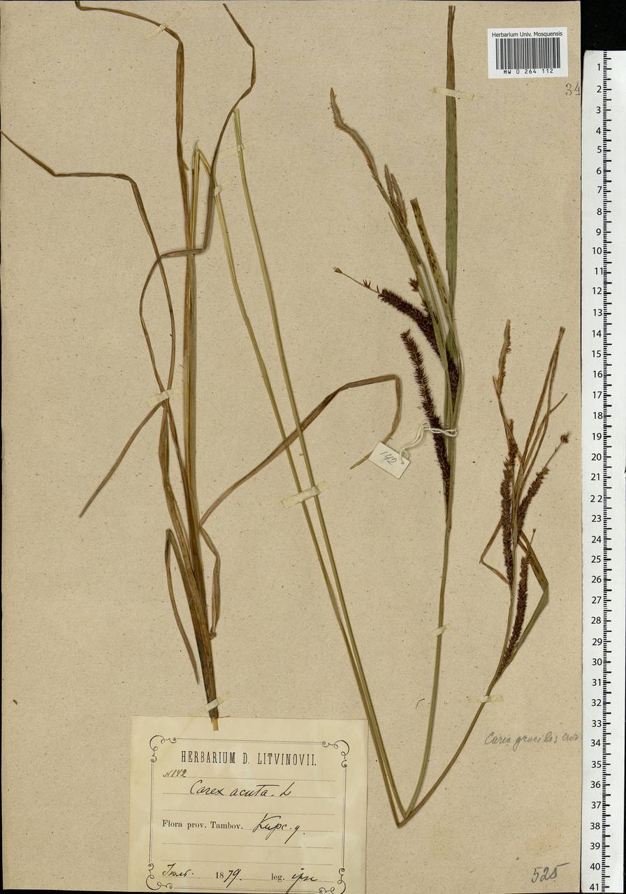 Carex acuta L., Eastern Europe, Central forest-and-steppe region (E6) (Russia)