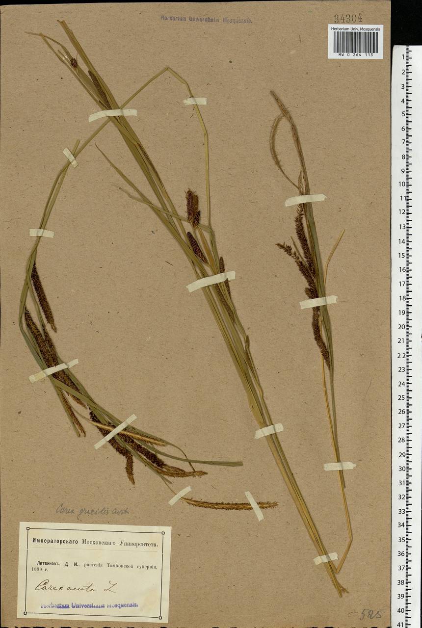 Carex acuta L., Eastern Europe, Central forest-and-steppe region (E6) (Russia)