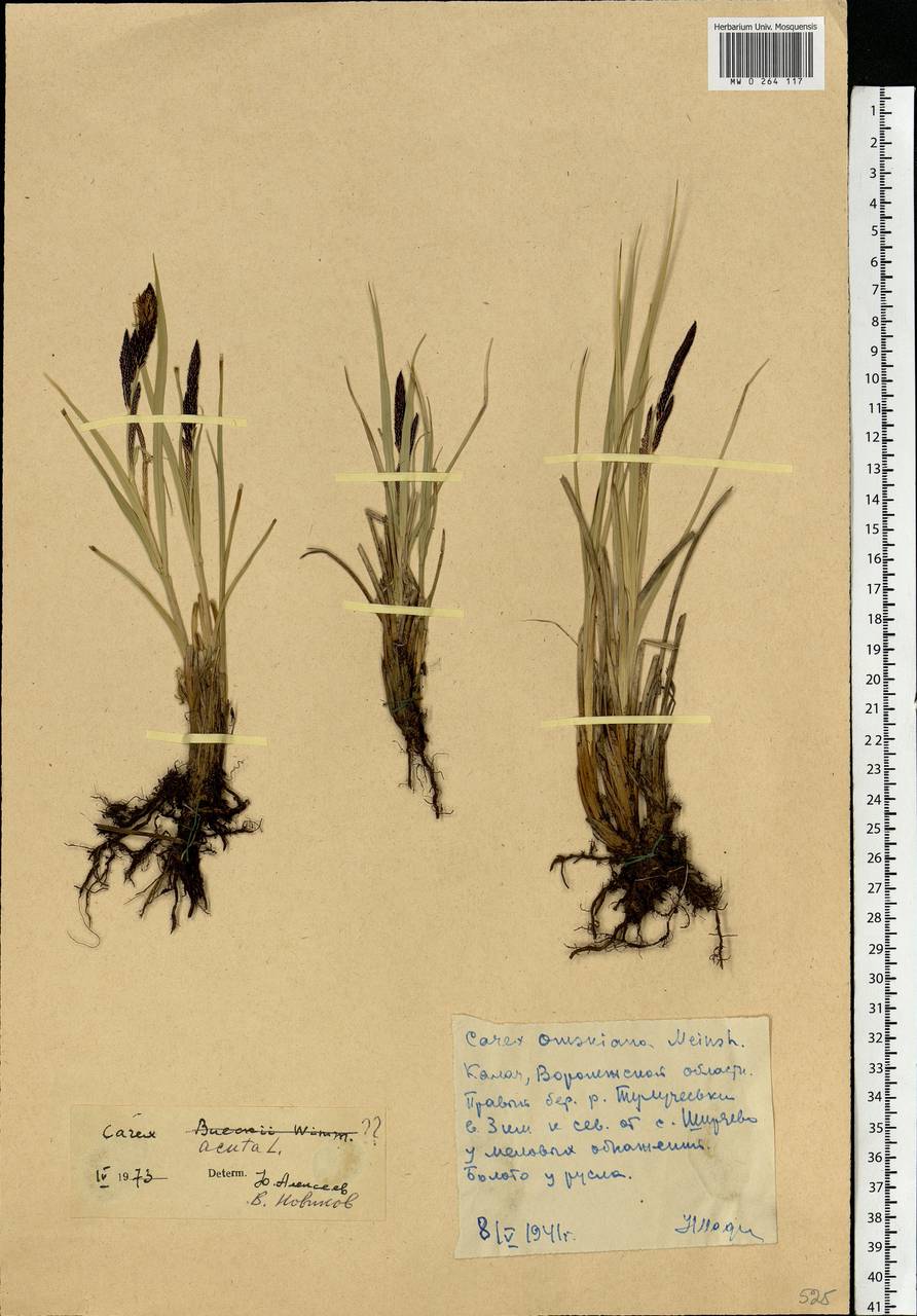 Carex acuta L., Eastern Europe, Central forest-and-steppe region (E6) (Russia)