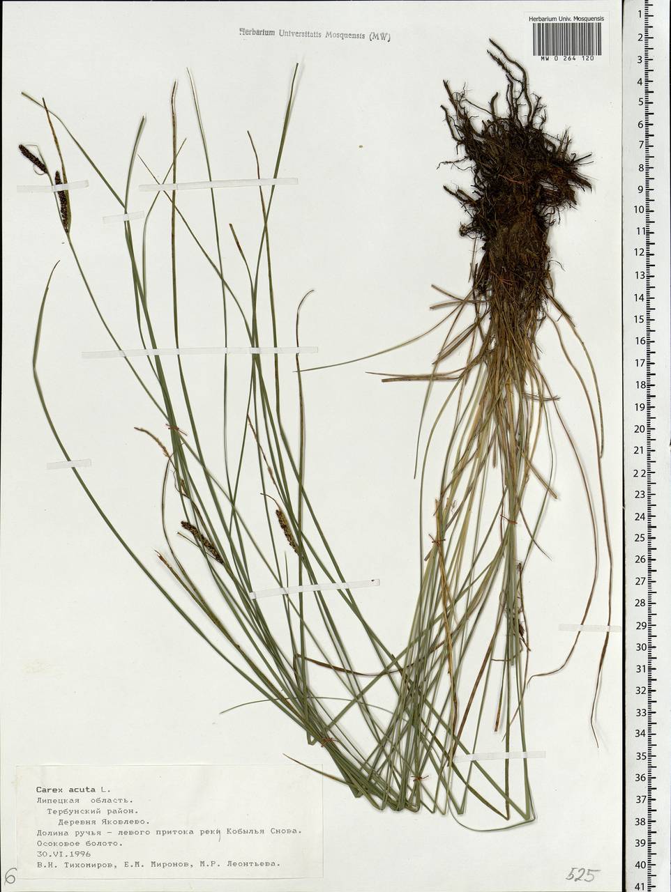 Carex acuta L., Eastern Europe, Central forest-and-steppe region (E6) (Russia)