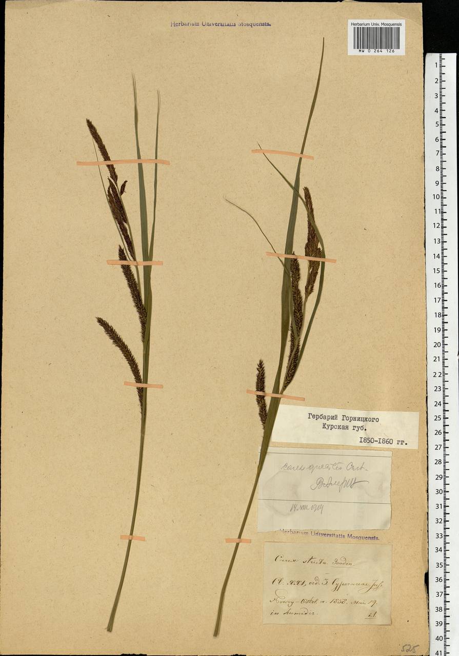 Carex acuta L., Eastern Europe, Central forest-and-steppe region (E6) (Russia)
