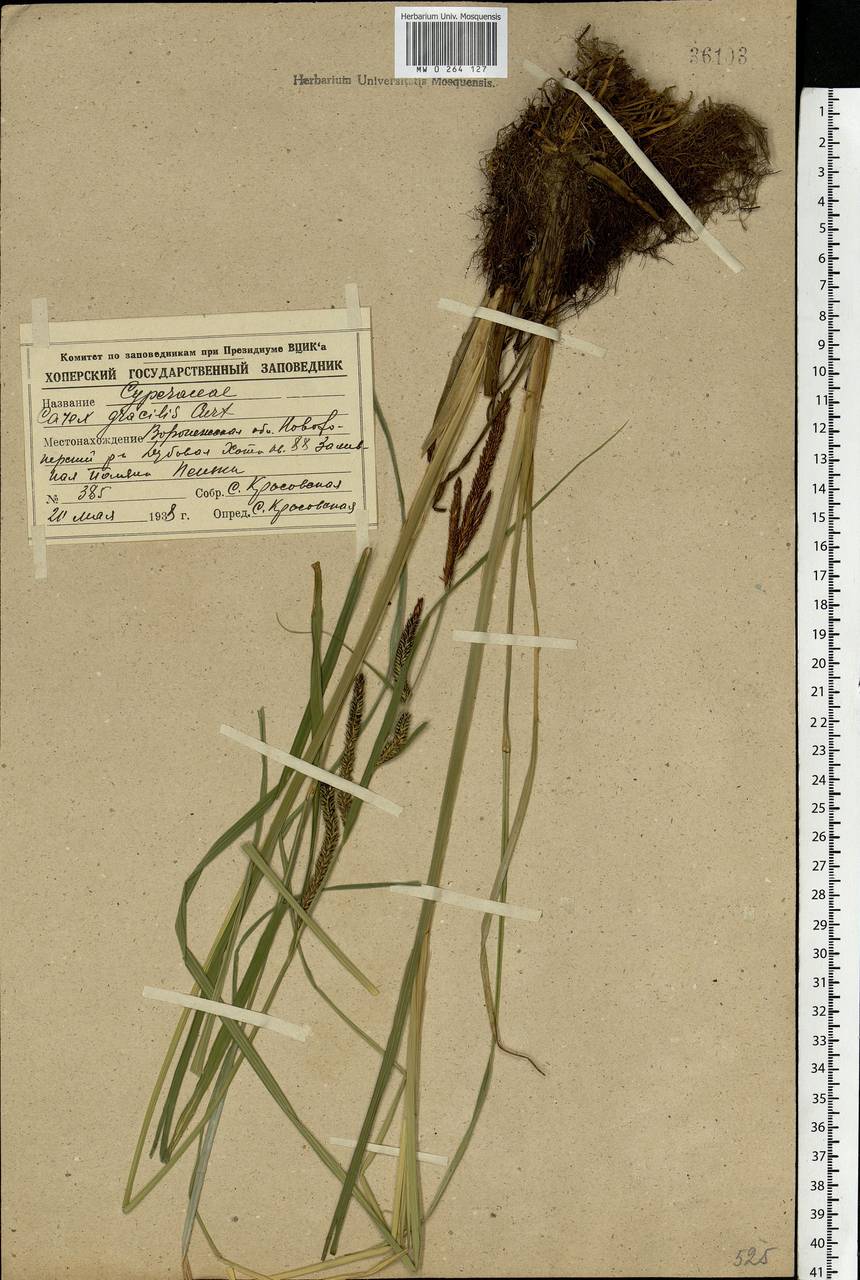 Carex acuta L., Eastern Europe, Central forest-and-steppe region (E6) (Russia)