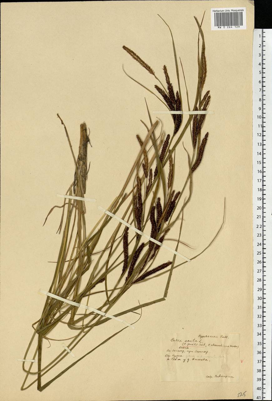 Carex acuta L., Eastern Europe, Central forest-and-steppe region (E6) (Russia)