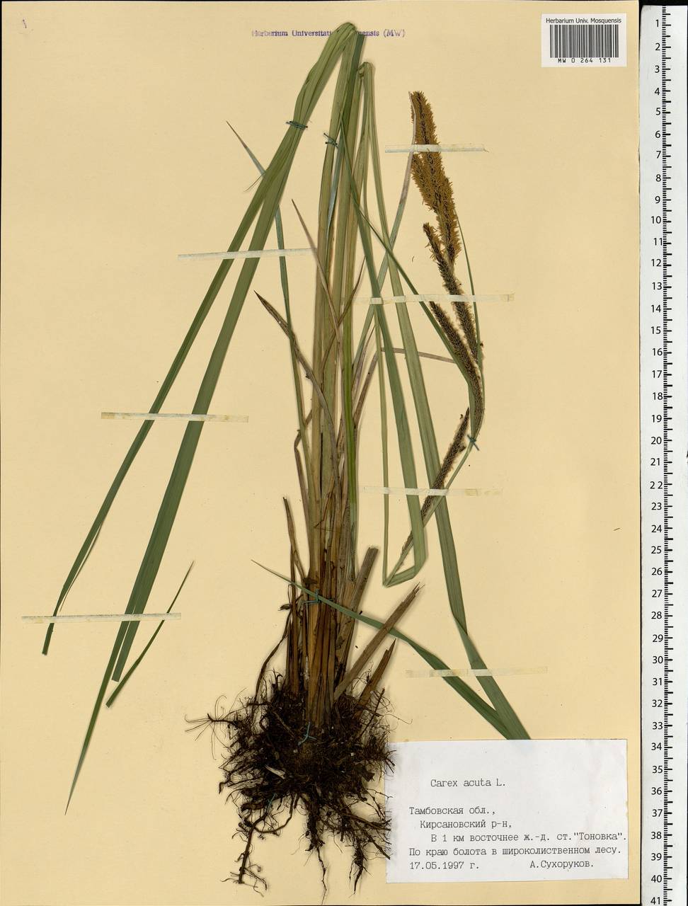 Carex acuta L., Eastern Europe, Central forest-and-steppe region (E6) (Russia)