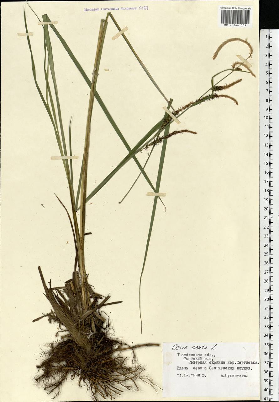 Carex acuta L., Eastern Europe, Central forest-and-steppe region (E6) (Russia)