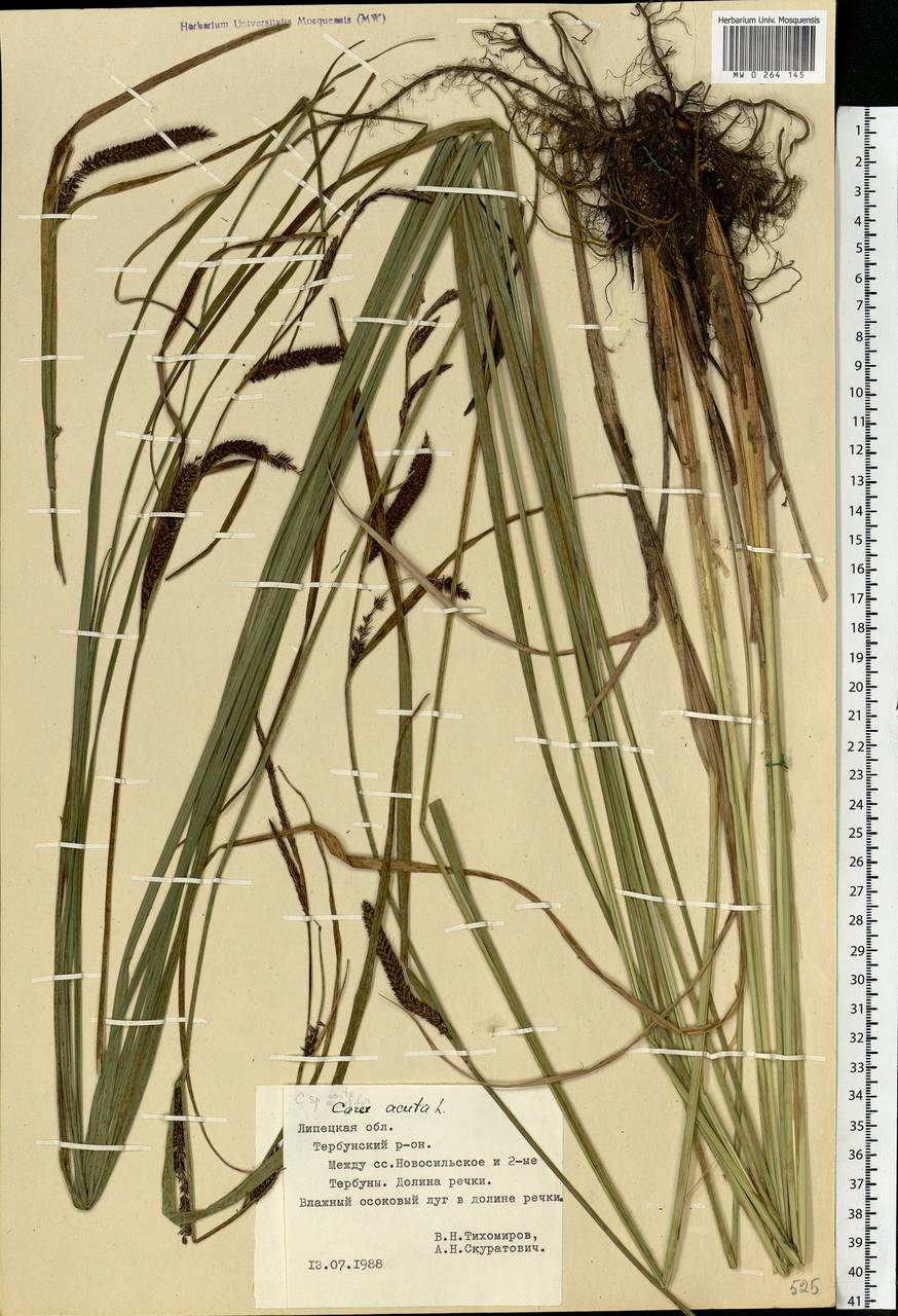 Carex acuta L., Eastern Europe, Central forest-and-steppe region (E6) (Russia)