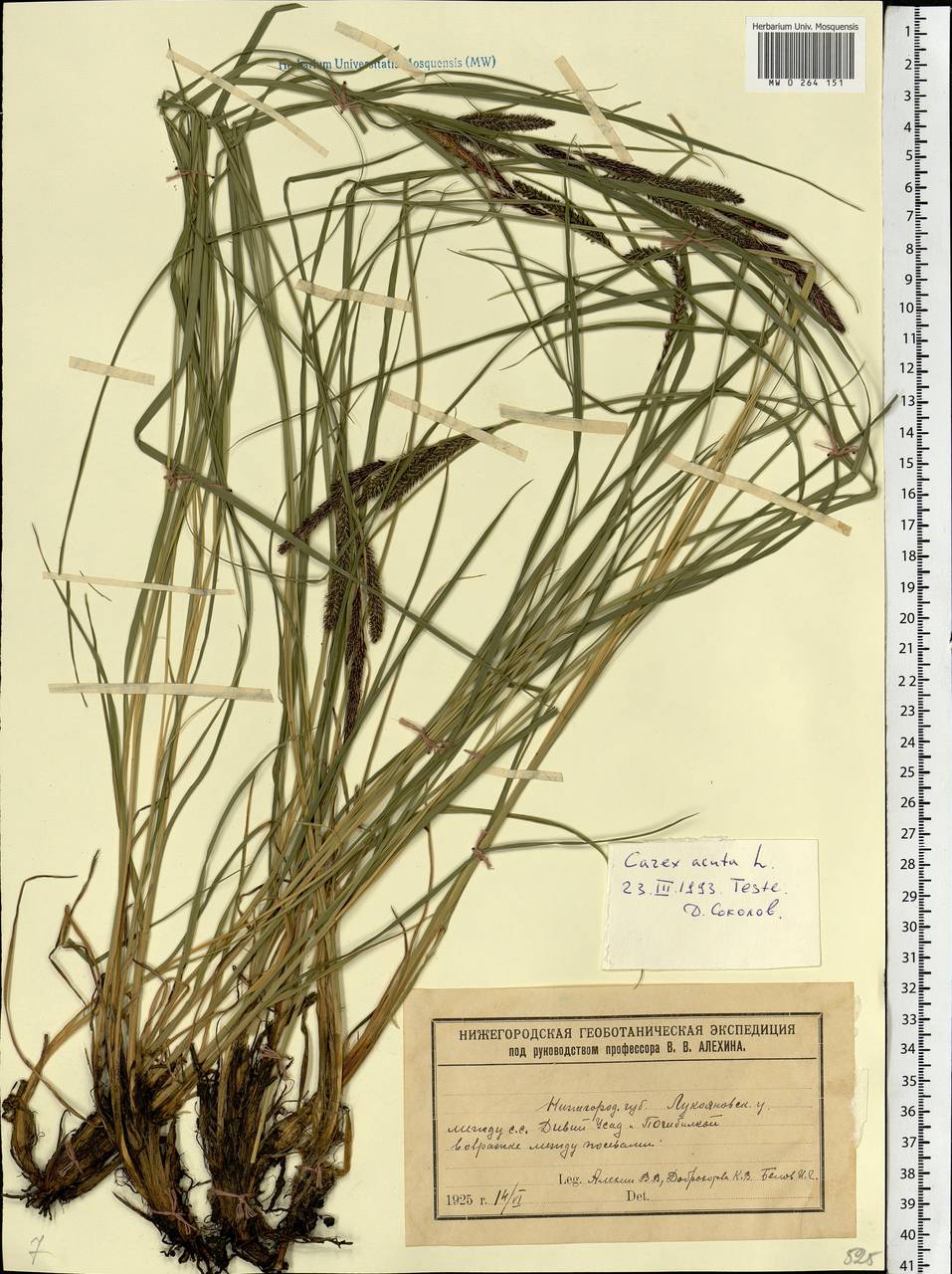 Carex acuta L., Eastern Europe, Volga-Kama region (E7) (Russia)