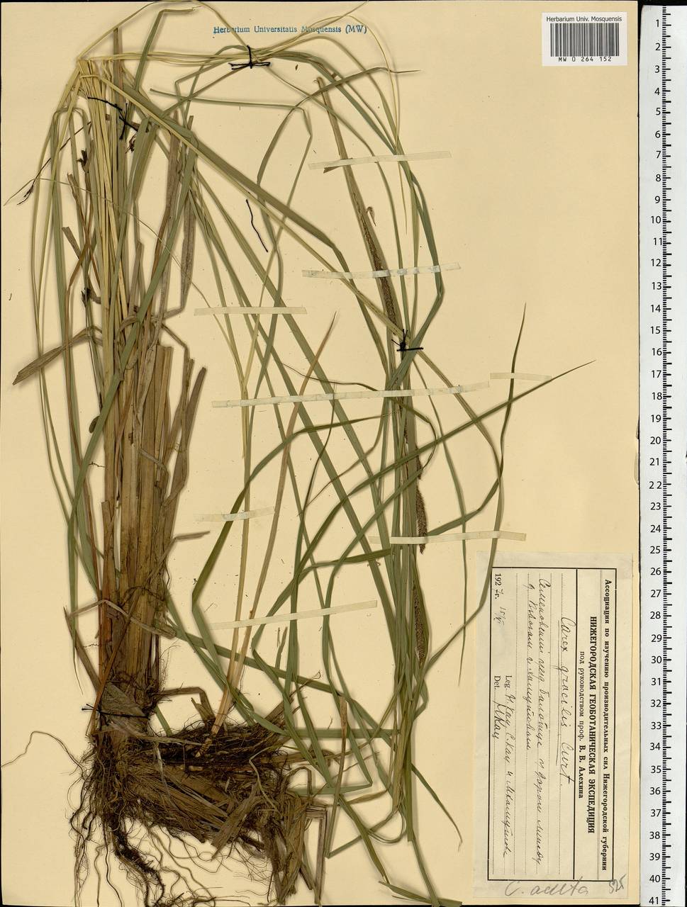 Carex acuta L., Eastern Europe, Volga-Kama region (E7) (Russia)