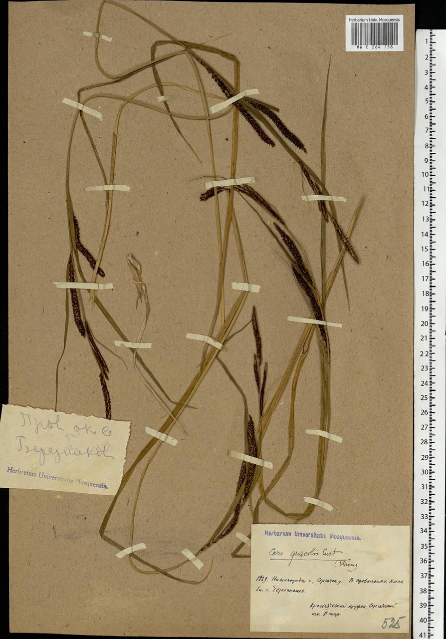 Carex acuta L., Eastern Europe, Volga-Kama region (E7) (Russia)