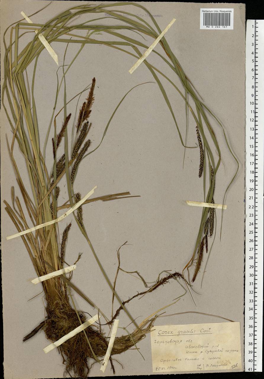 Carex acuta L., Eastern Europe, Central forest region (E5) (Russia)