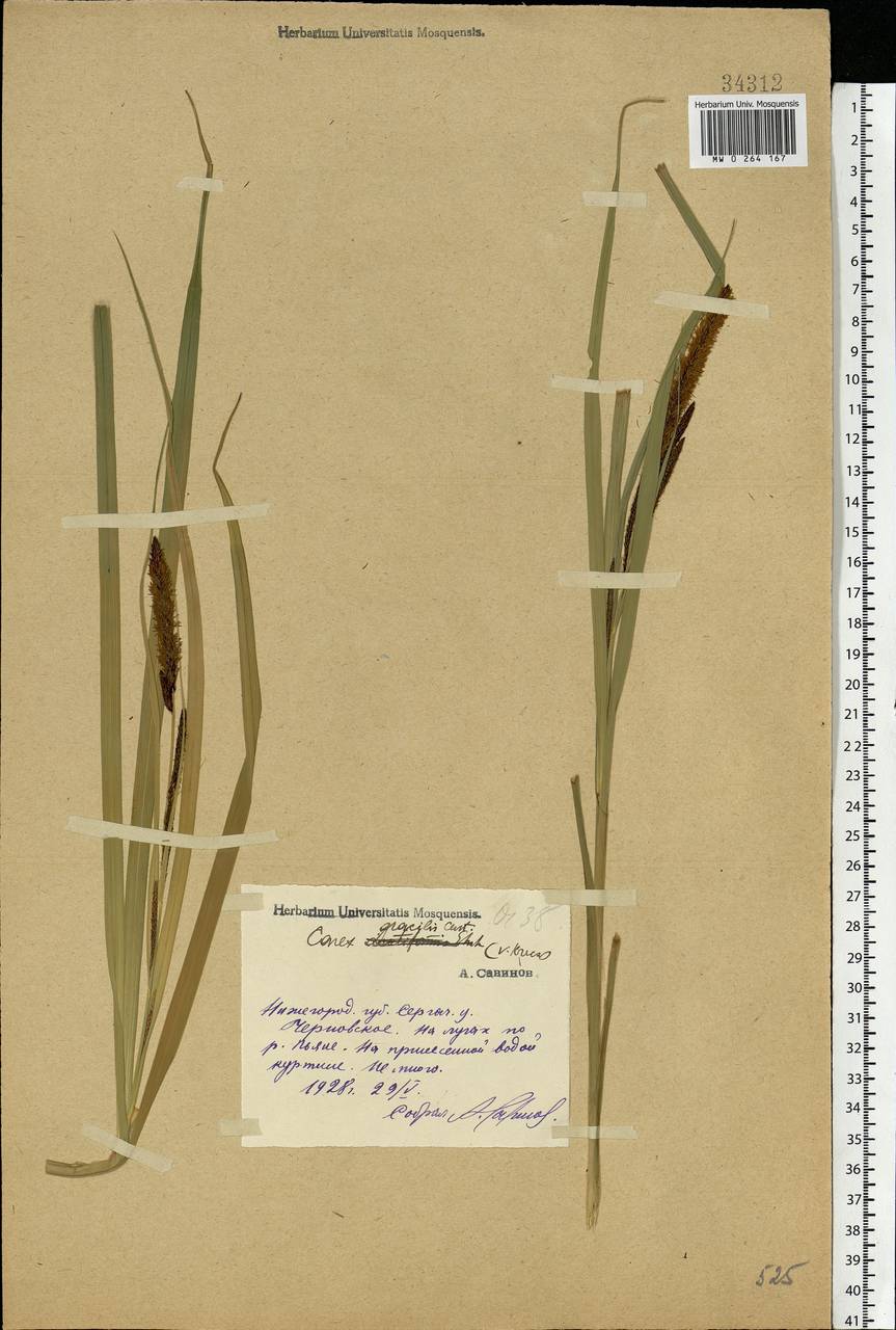 Carex acuta L., Eastern Europe, Volga-Kama region (E7) (Russia)