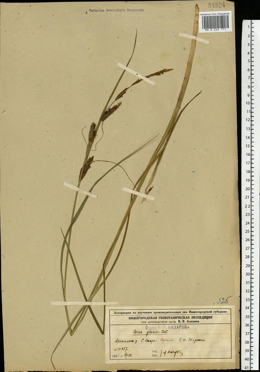 Carex acuta L., Eastern Europe, Volga-Kama region (E7) (Russia)