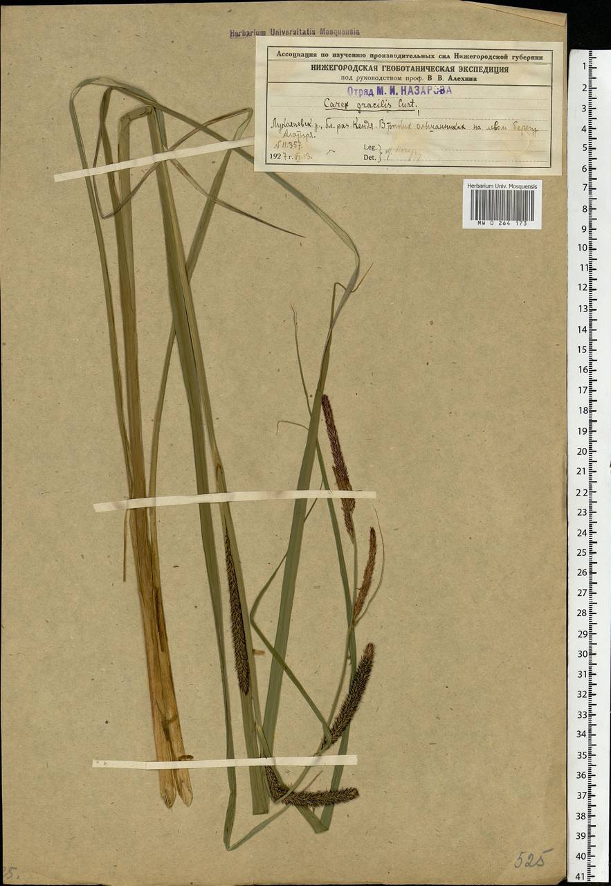 Carex acuta L., Eastern Europe, Middle Volga region (E8) (Russia)