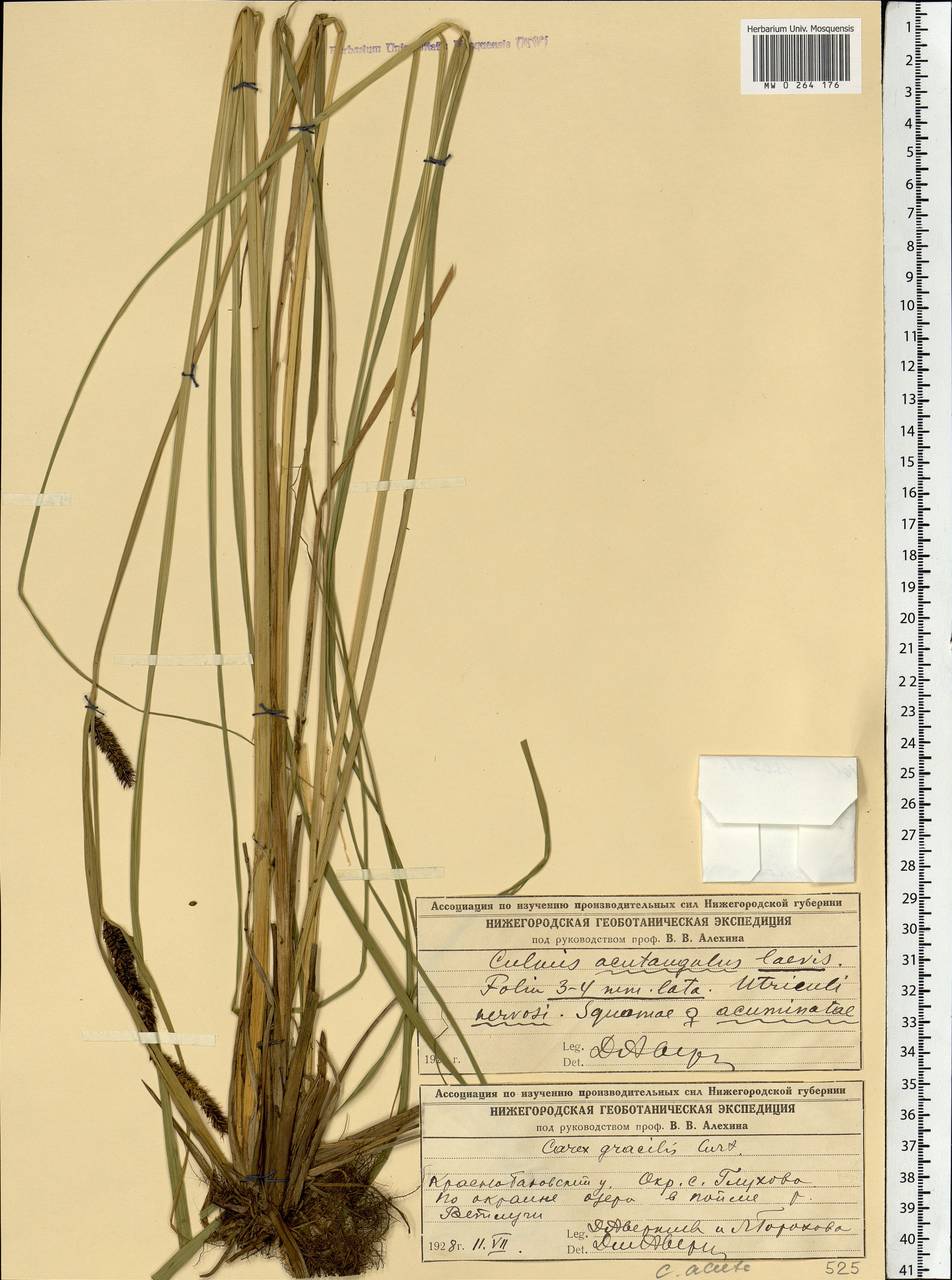 Carex acuta L., Eastern Europe, Volga-Kama region (E7) (Russia)