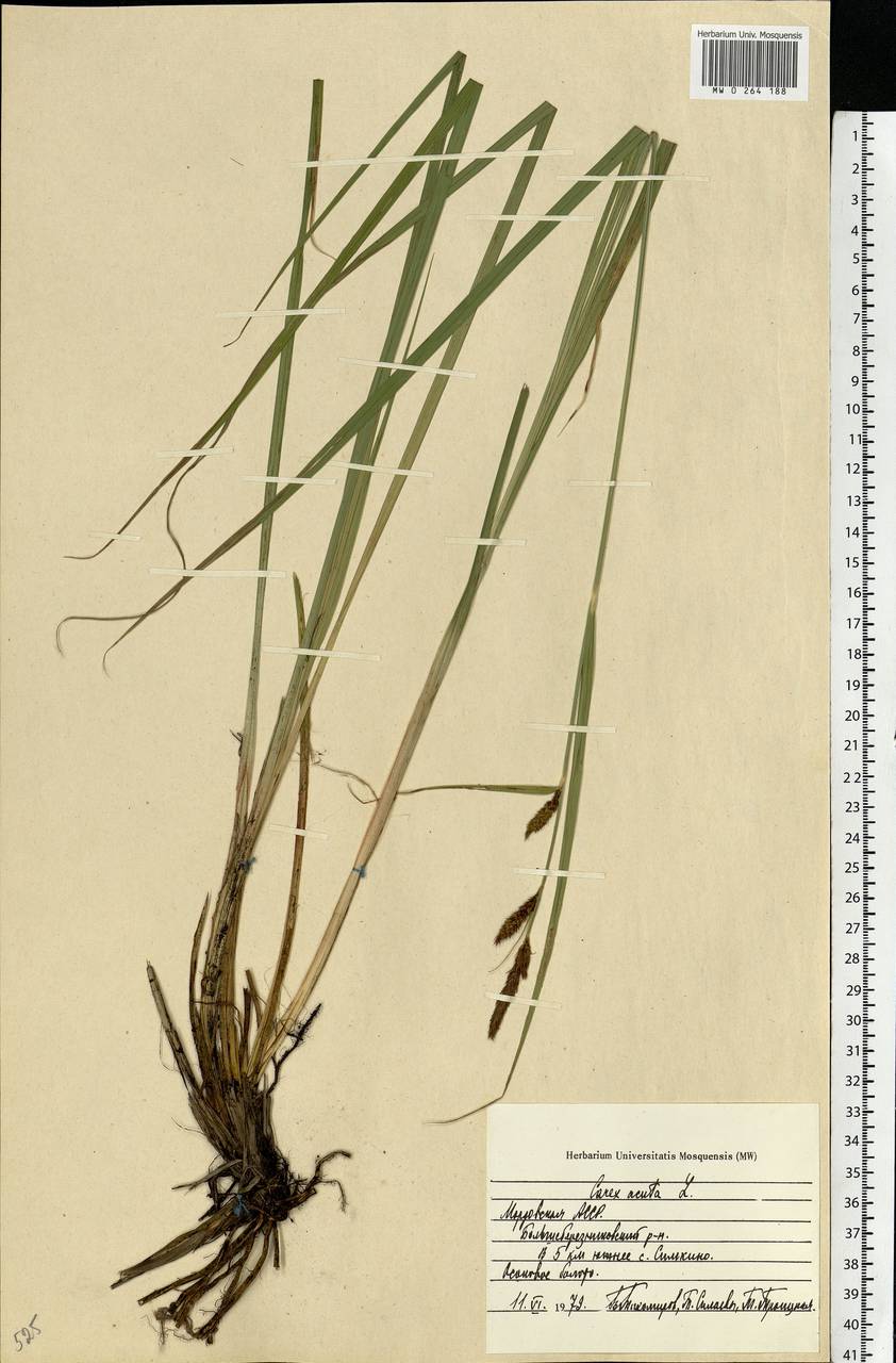 Carex acuta L., Eastern Europe, Middle Volga region (E8) (Russia)