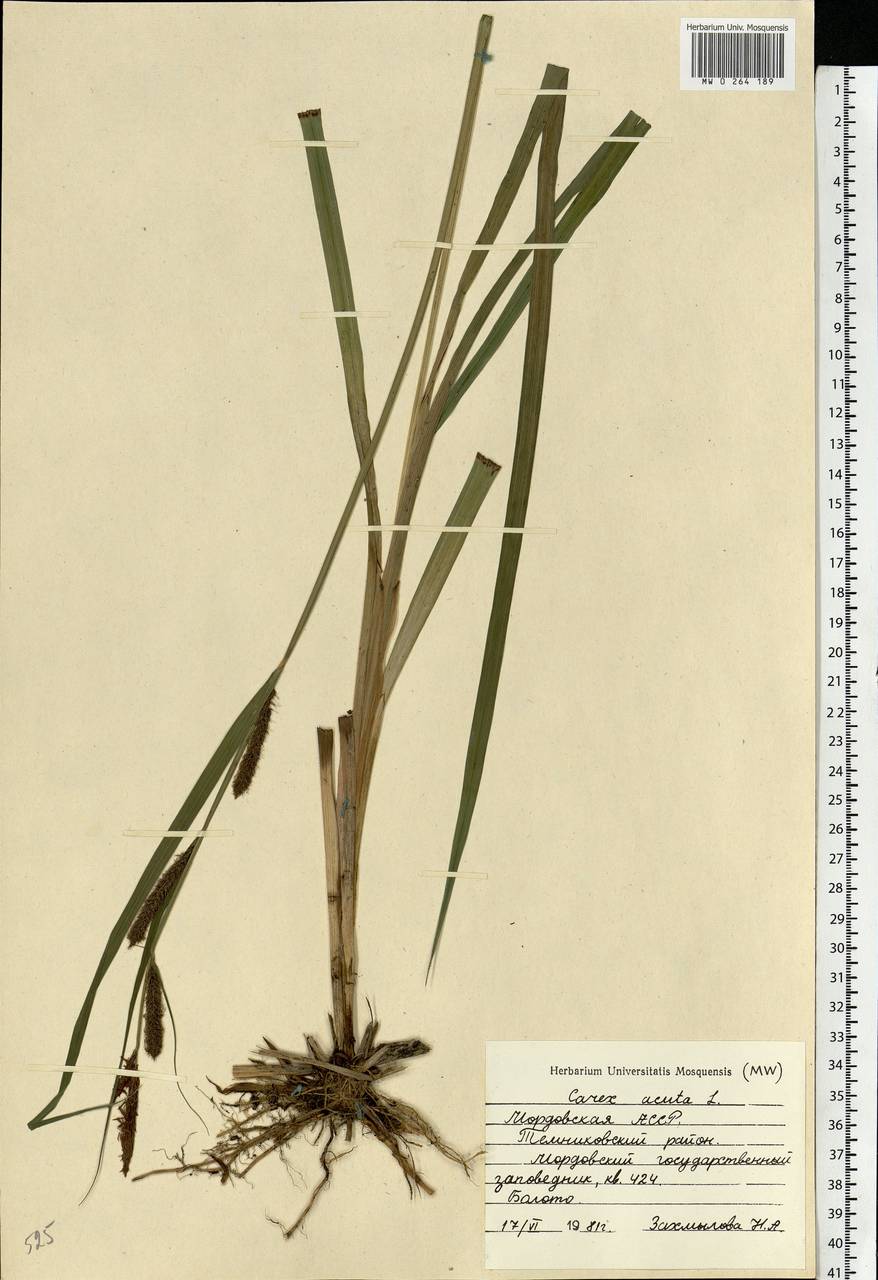 Carex acuta L., Eastern Europe, Middle Volga region (E8) (Russia)