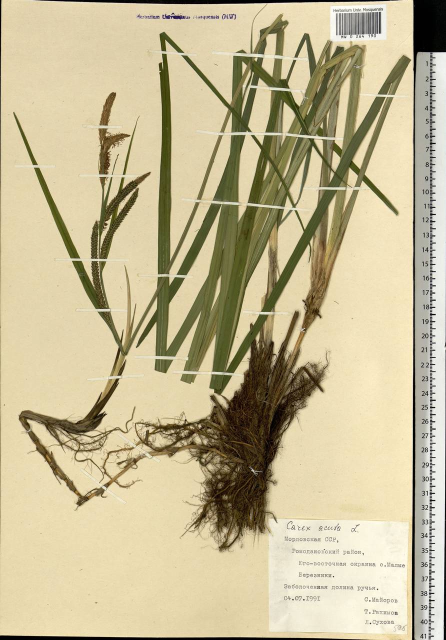 Carex acuta L., Eastern Europe, Middle Volga region (E8) (Russia)