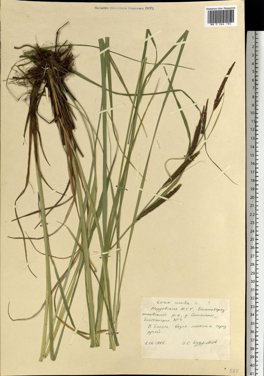 Carex acuta L., Eastern Europe, Middle Volga region (E8) (Russia)