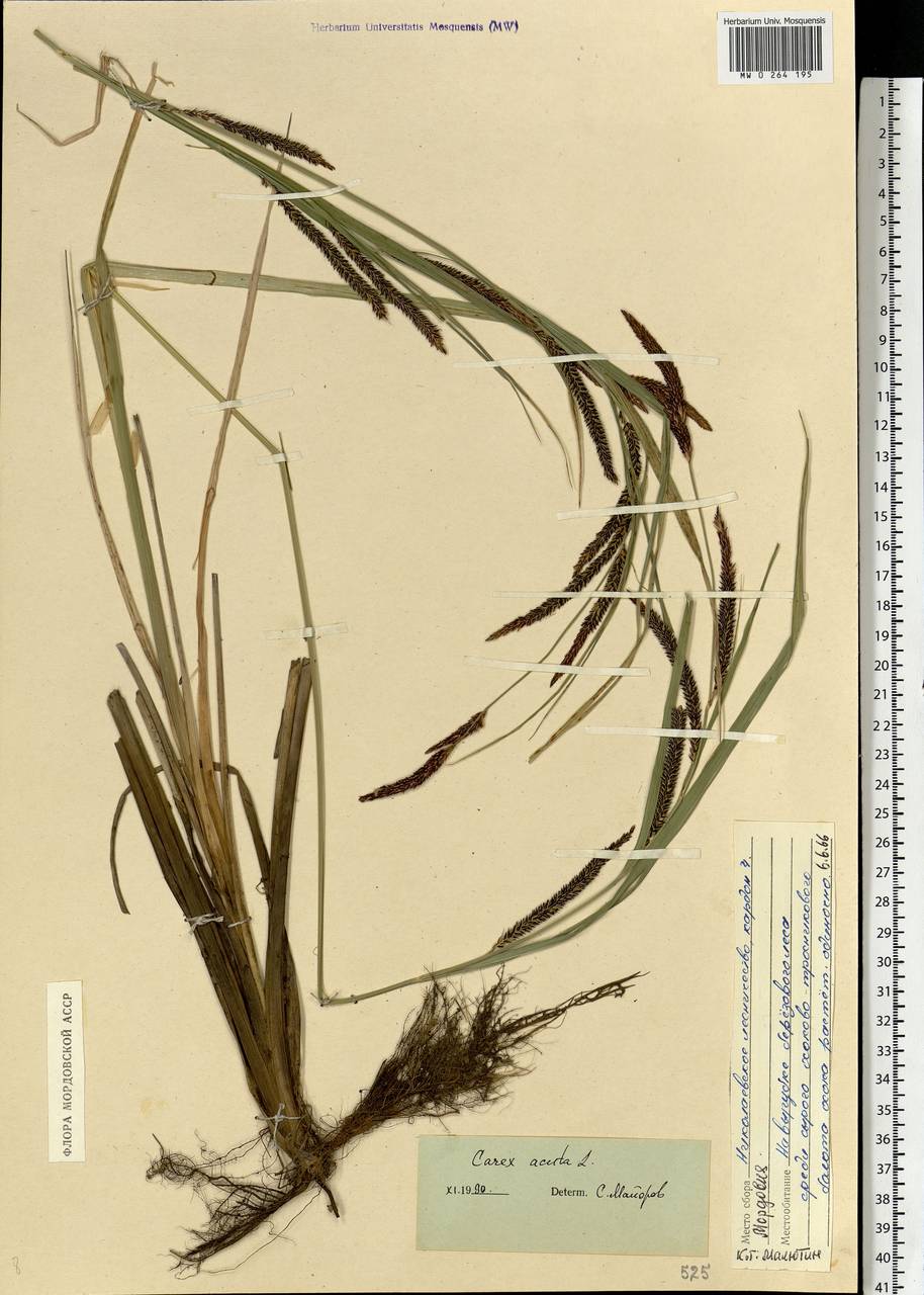 Carex acuta L., Eastern Europe, Middle Volga region (E8) (Russia)