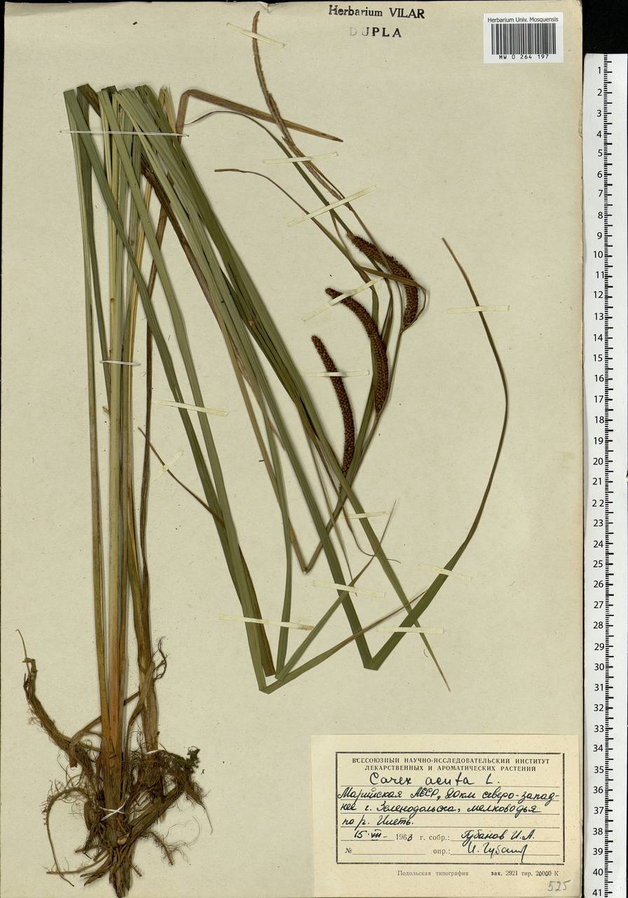 Carex acuta L., Eastern Europe, Middle Volga region (E8) (Russia)