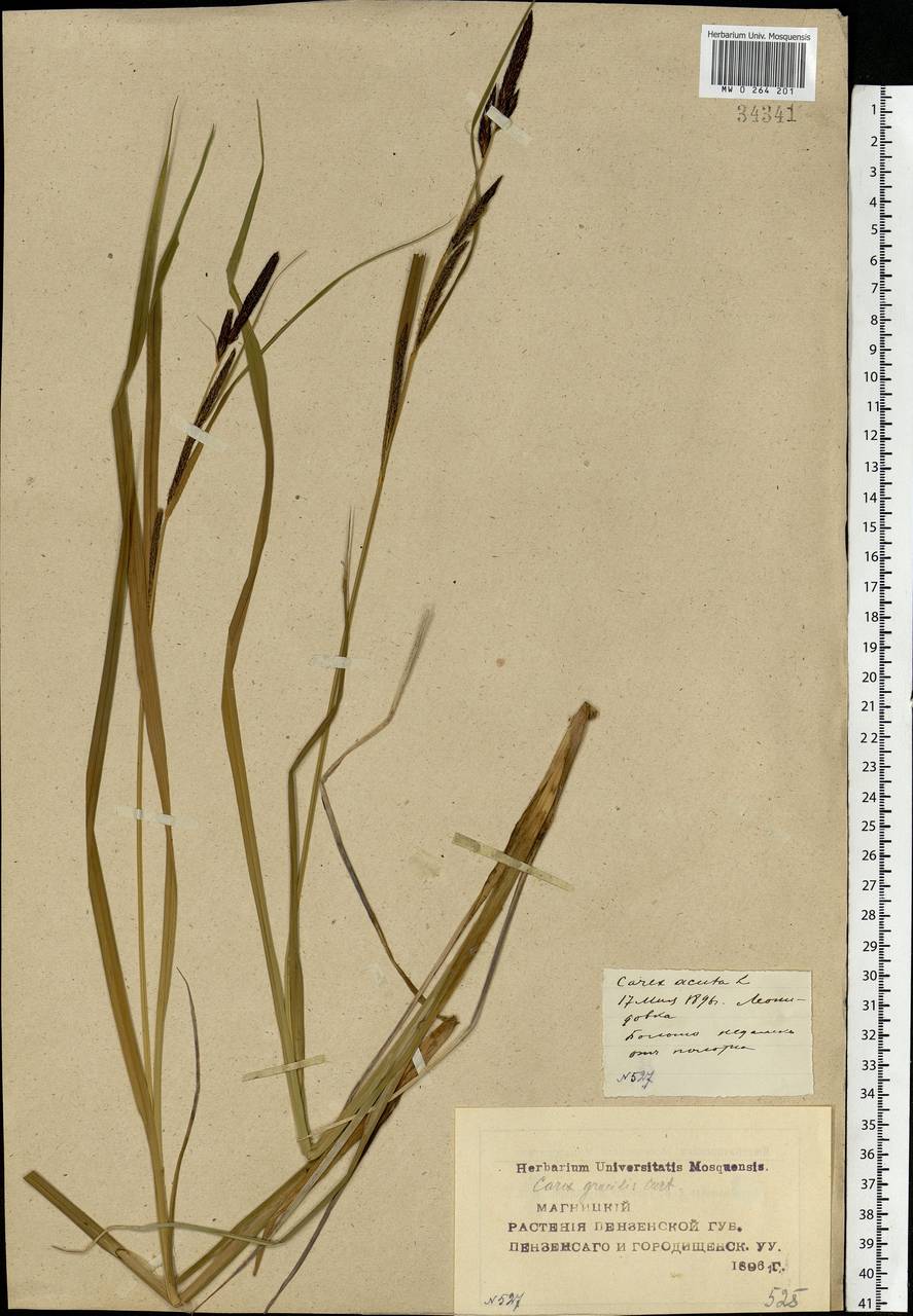 Carex acuta L., Eastern Europe, Middle Volga region (E8) (Russia)