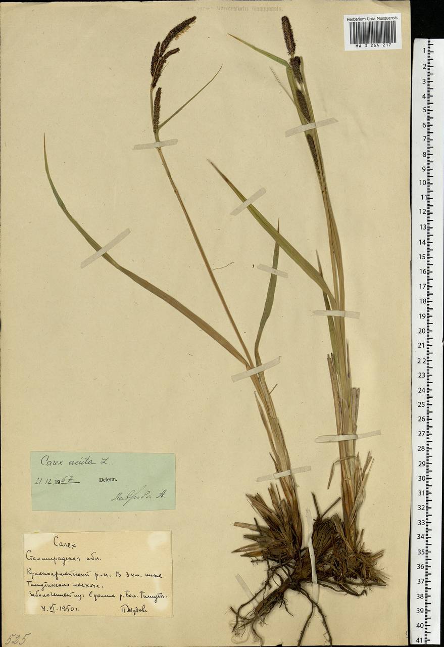 Carex acuta L., Eastern Europe, Lower Volga region (E9) (Russia)