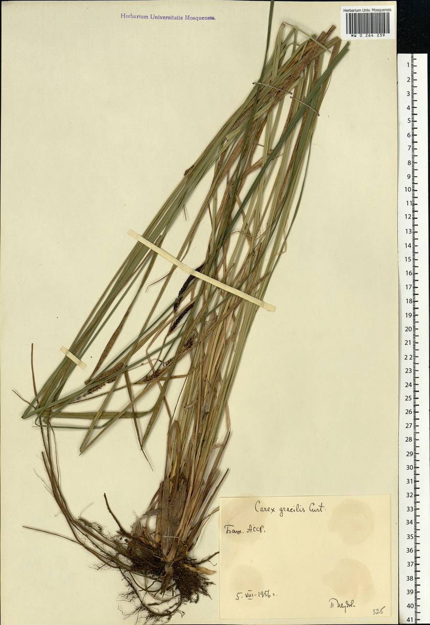 Carex acuta L., Eastern Europe, Eastern region (E10) (Russia)