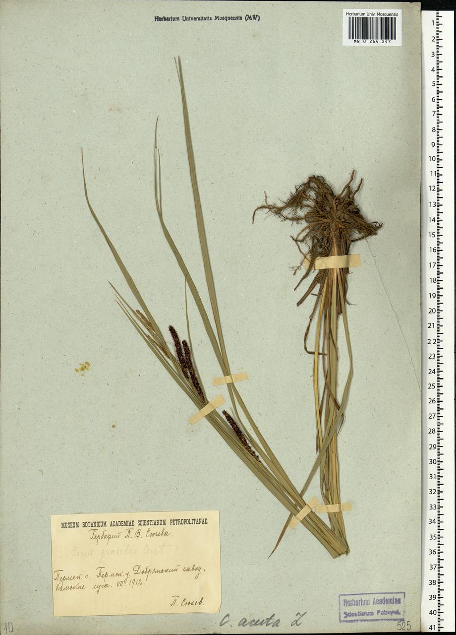 Carex acuta L., Eastern Europe, Eastern region (E10) (Russia)