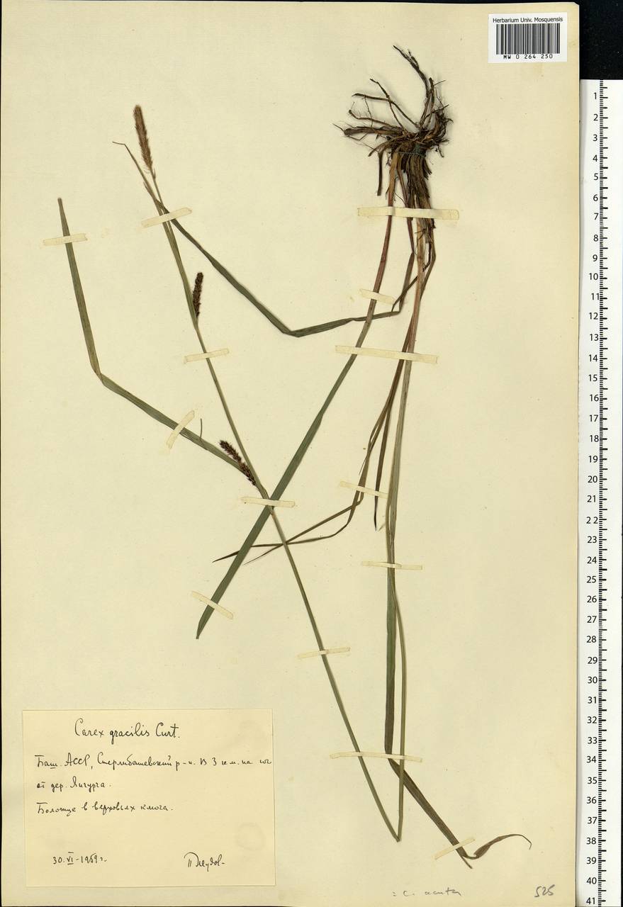 Carex acuta L., Eastern Europe, Eastern region (E10) (Russia)