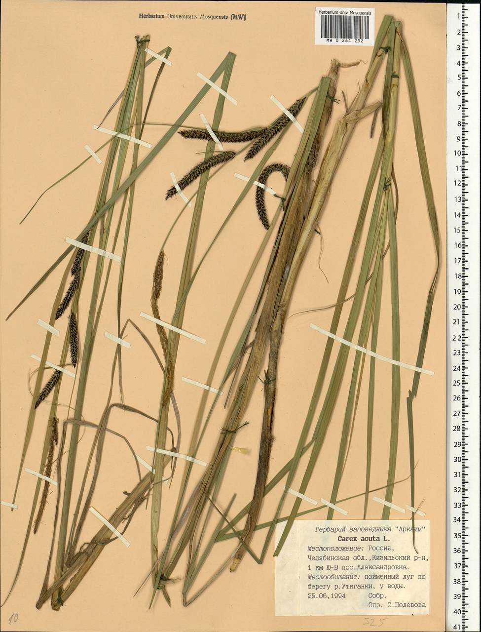 Carex acuta L., Eastern Europe, Eastern region (E10) (Russia)