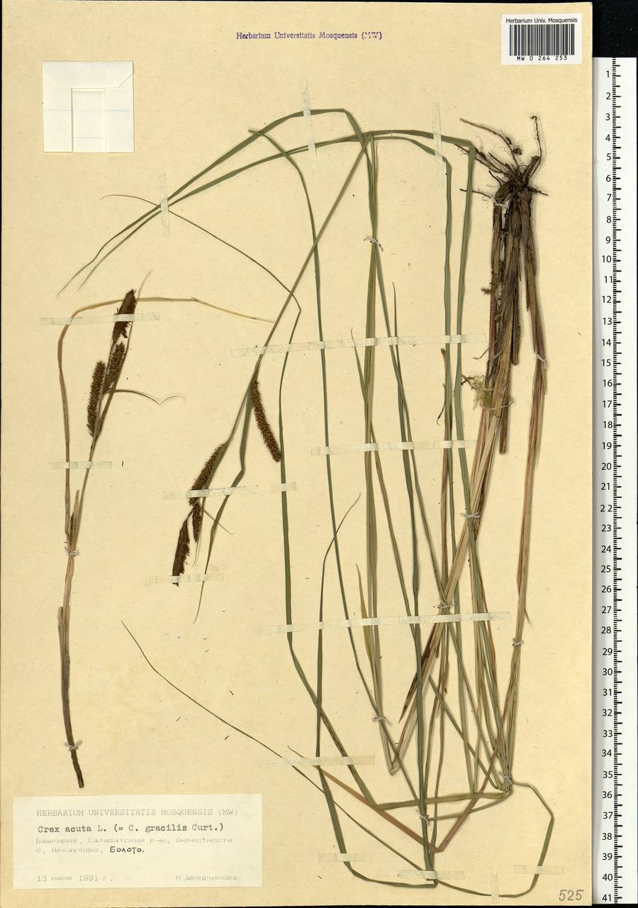 Carex acuta L., Eastern Europe, Eastern region (E10) (Russia)