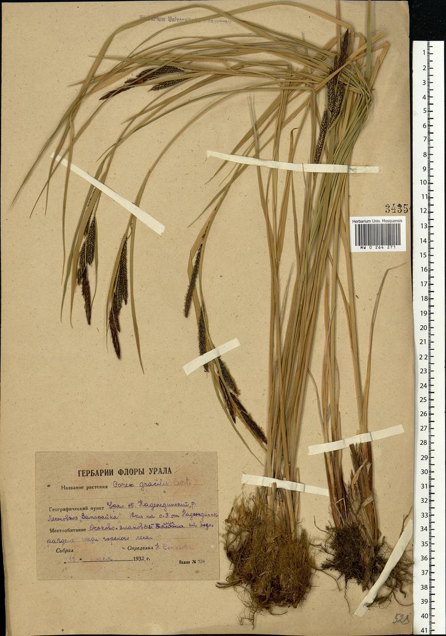 Carex acuta L., Eastern Europe, Eastern region (E10) (Russia)