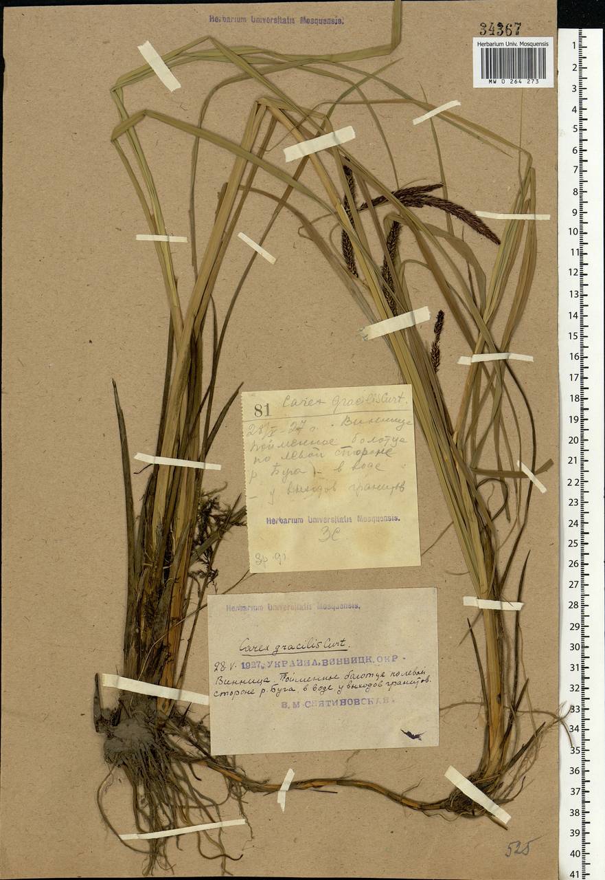 Carex acuta L., Eastern Europe, South Ukrainian region (E12) (Ukraine)