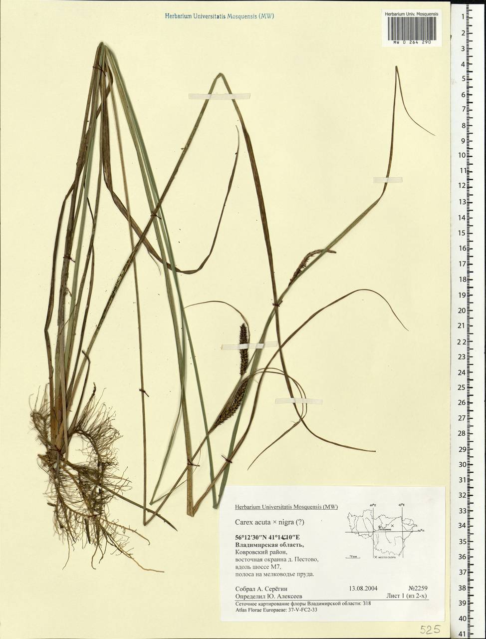 Carex acuta × nigra, Eastern Europe, Central region (E4) (Russia)