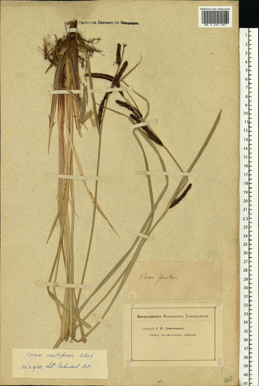 Carex acutiformis Ehrh., Eastern Europe (no precise locality) (E0) (Not classified)