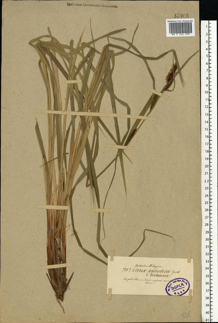 Carex acutiformis Ehrh., Eastern Europe, North-Western region (E2) (Russia)