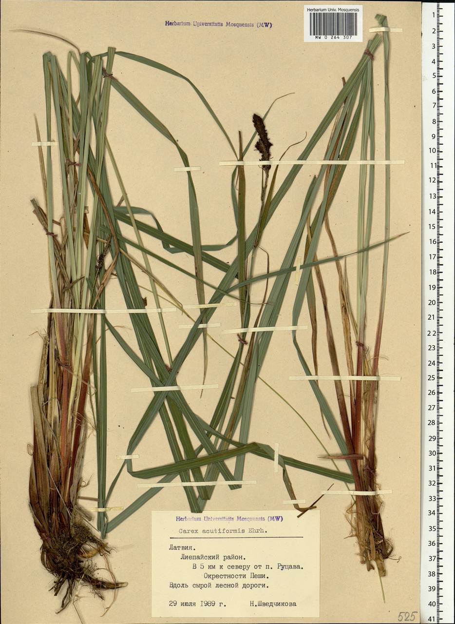 Carex acutiformis Ehrh., Eastern Europe, Latvia (E2b) (Latvia)