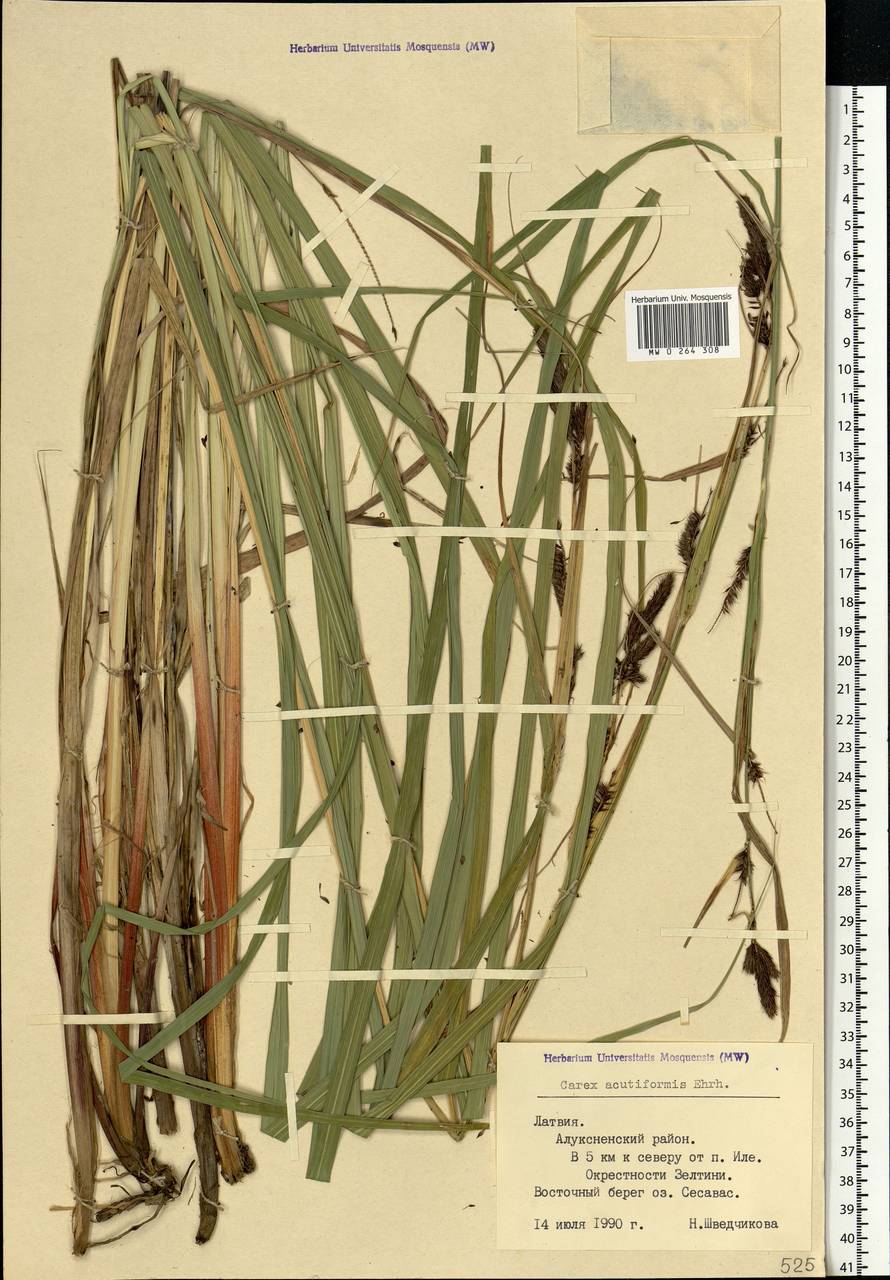 Carex acutiformis Ehrh., Eastern Europe, Latvia (E2b) (Latvia)
