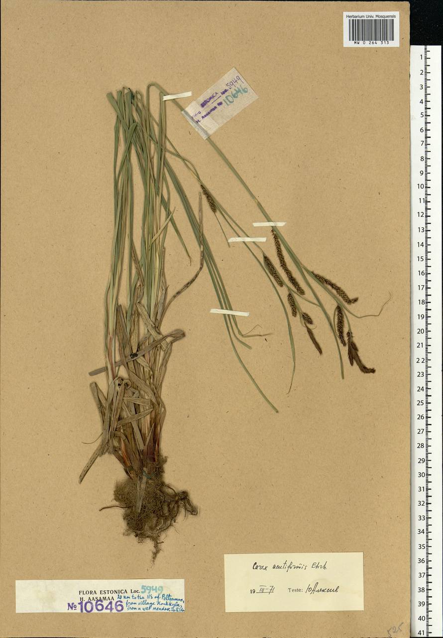 Carex acutiformis Ehrh., Eastern Europe, Estonia (E2c) (Estonia)