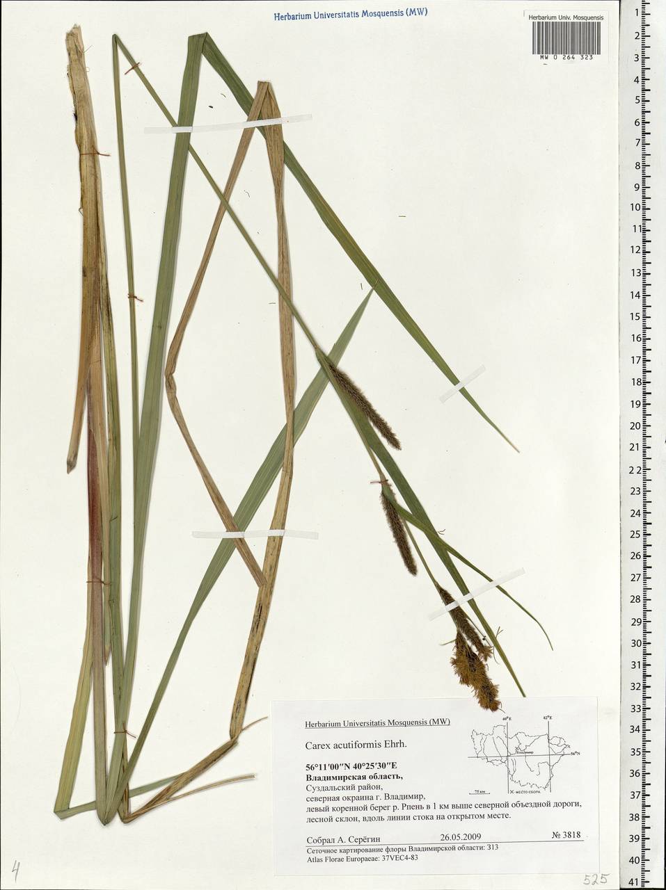 Carex acutiformis Ehrh., Eastern Europe, Central region (E4) (Russia)